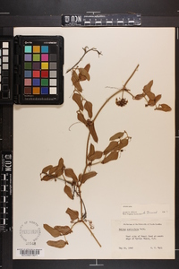 Smilax auriculata image