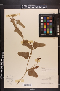 Smilax auriculata image