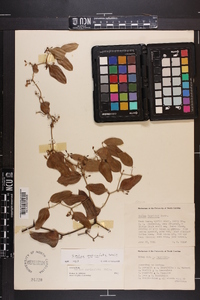 Smilax auriculata image