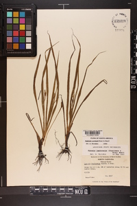 Hypoxis curtissii image