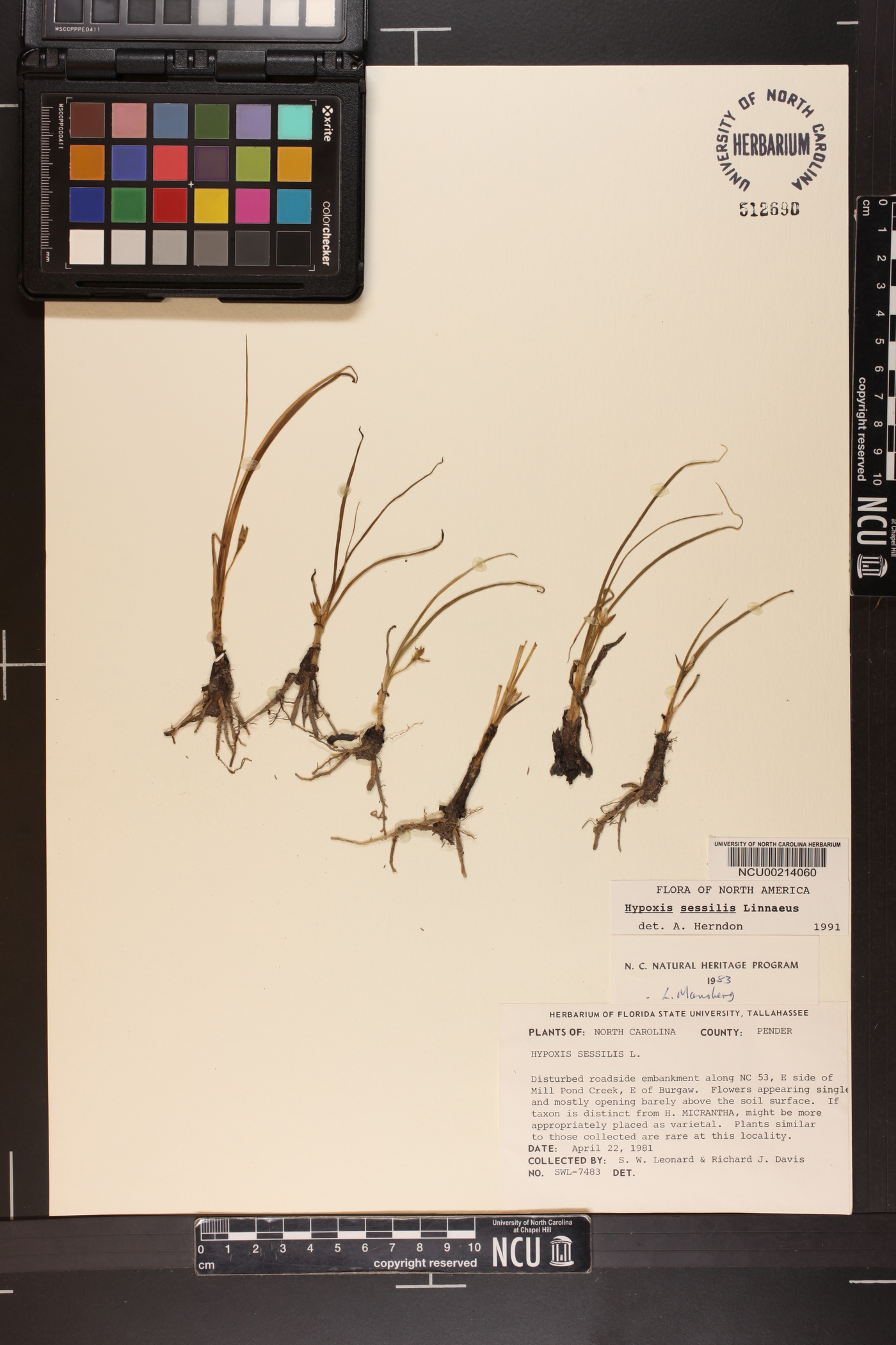 Hypoxis sessilis image