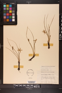 Hypoxis wrightii image