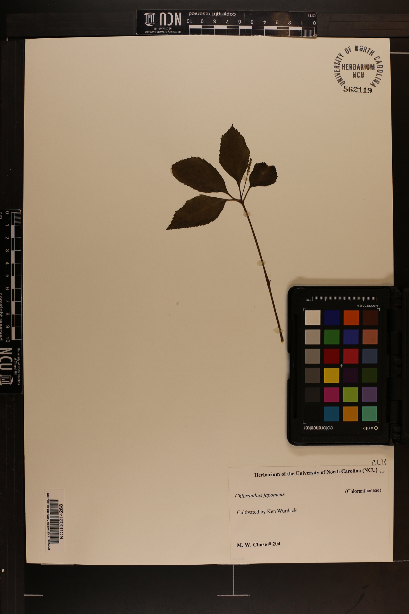 Chloranthus japonicus image