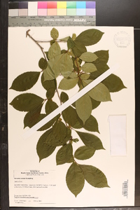 Stewartia rostrata image