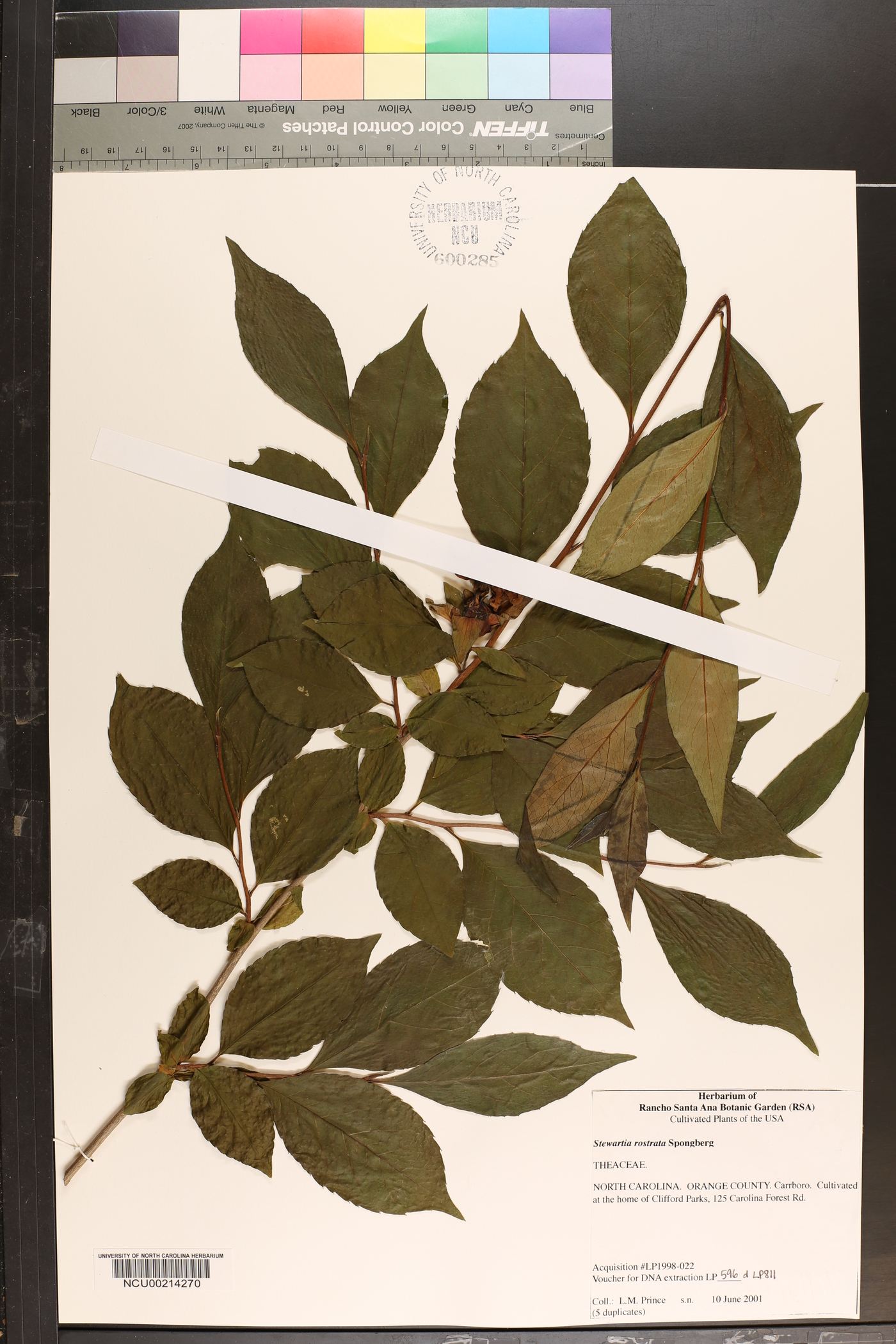 Stewartia rostrata image