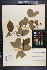 Amelanchier laevis image