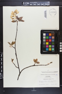 Amelanchier laevis image