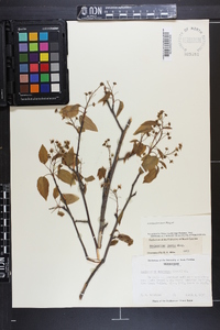 Amelanchier laevis image