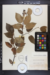 Amelanchier laevis image