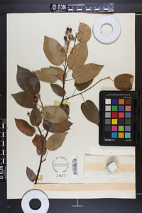 Amelanchier laevis image