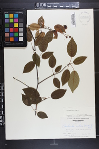 Amelanchier laevis image