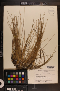 Eleocharis olivacea image