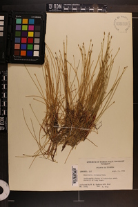 Eleocharis olivacea image