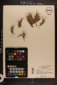 Eleocharis parvula image