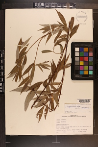 Salix x sepulcralis image