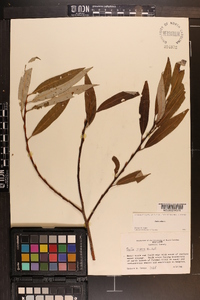 Salix alba image