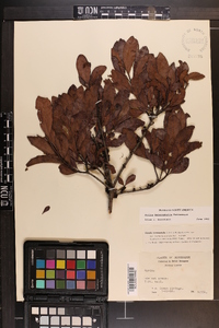 Myrica heterophylla image