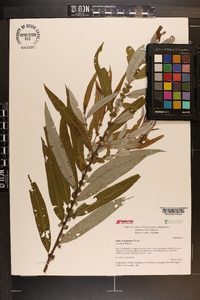 Salix caroliniana image