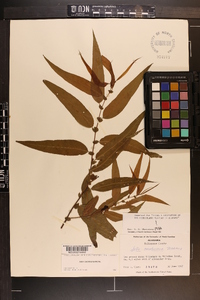 Salix caroliniana image