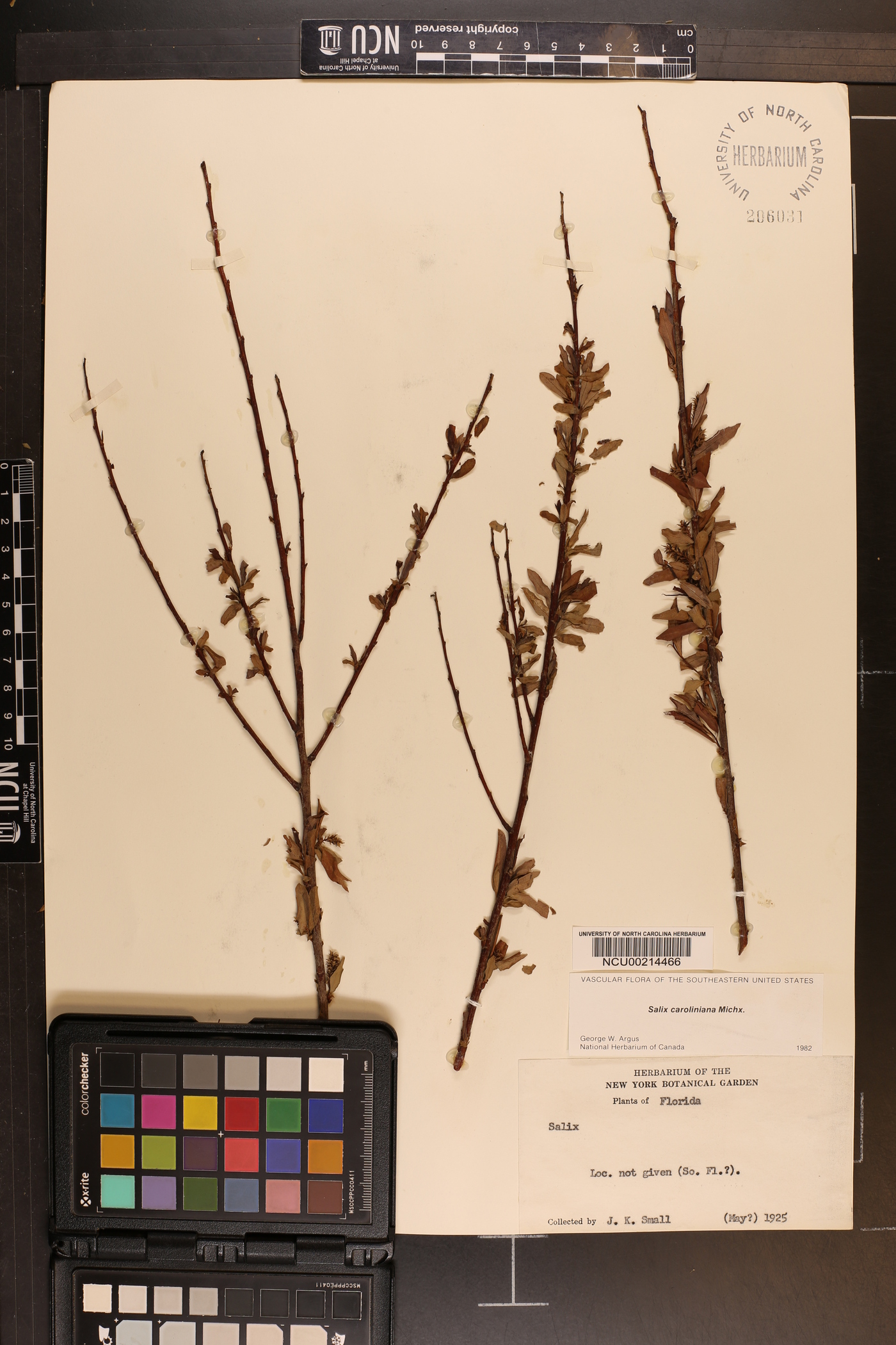 Salix caroliniana image