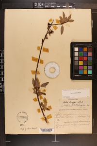 Salix caroliniana image