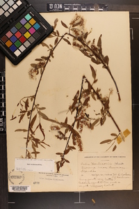 Salix caroliniana image