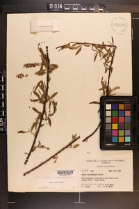 Salix caroliniana image