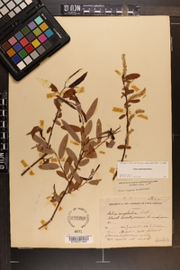 Salix caroliniana image