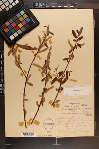 Salix caroliniana image