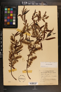 Salix caroliniana image