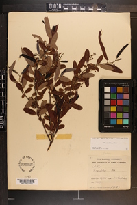 Salix caroliniana image