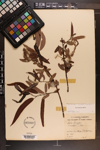 Salix caroliniana image