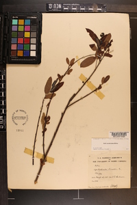 Salix caroliniana image