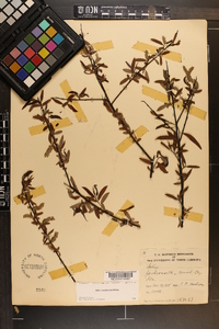 Salix caroliniana image