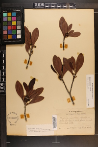 Myrica inodora image