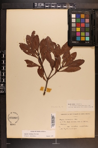 Myrica inodora image