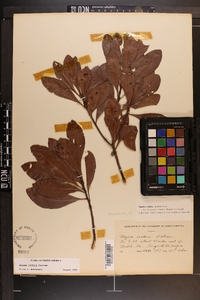 Myrica inodora image