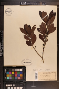 Myrica inodora image