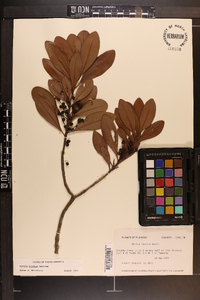 Myrica inodora image