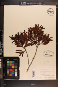 Myrica inodora image