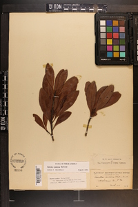 Myrica inodora image