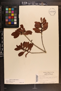 Myrica inodora image