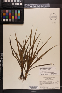 Hypoxis curtissii image