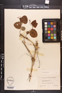 Smilax bona-nox image