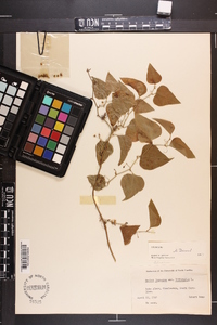 Smilax bona-nox image