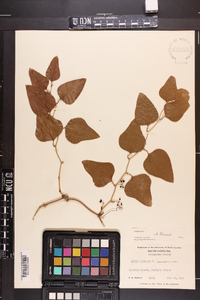 Smilax bona-nox image