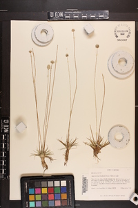 Syngonanthus flavidulus image