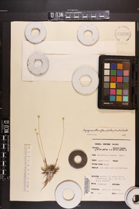 Syngonanthus flavidulus image