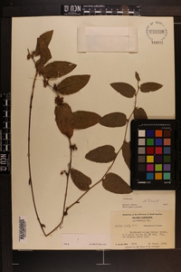 Smilax pumila image