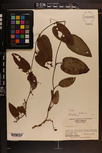 Smilax pumila image